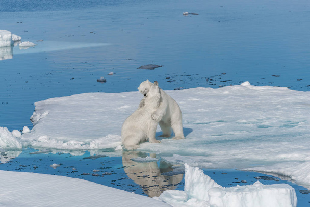 Two young wild polar bear cubs playing on pack ice in Arctic sea, north of Svalbard - Photo, Image