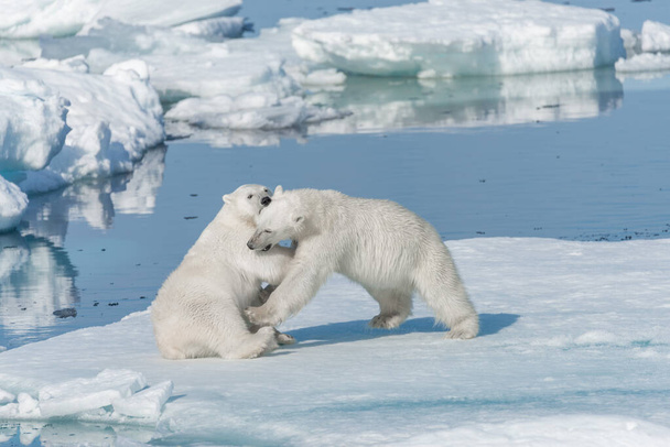 Dwa młode dzikie niedźwiedzie polarne bawiące się na lodzie w Morzu Arktycznym, na północ od Svalbard - Zdjęcie, obraz