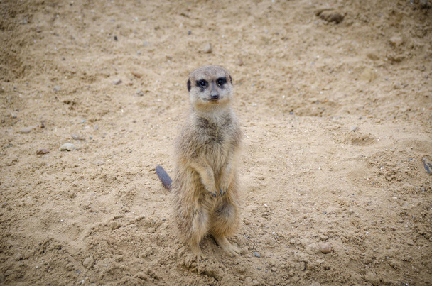 Πορτρέτο του χαριτωμένο meerkat ή σουρικάτα (Suricata suricatta) σε αμμώδη φόντο - Φωτογραφία, εικόνα