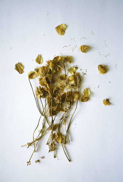 Herbarium. Komposition von getrockneten Pflanzen mit weißen und gelben Blüten auf weißem Papier Hintergrund. - Foto, Bild