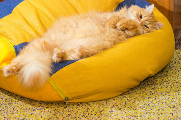 Zázvor kočka ležící břicho na pěně naplněné váček - Fotografie, Obrázek