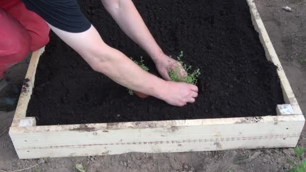 Gardener in raised flower bed planting Common thyme Thymus vulgaris  seedlings - Footage, Video