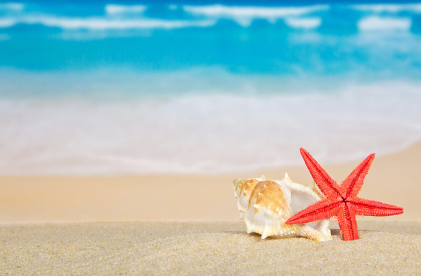 Big sink and starfishes on sea sand - Фото, изображение