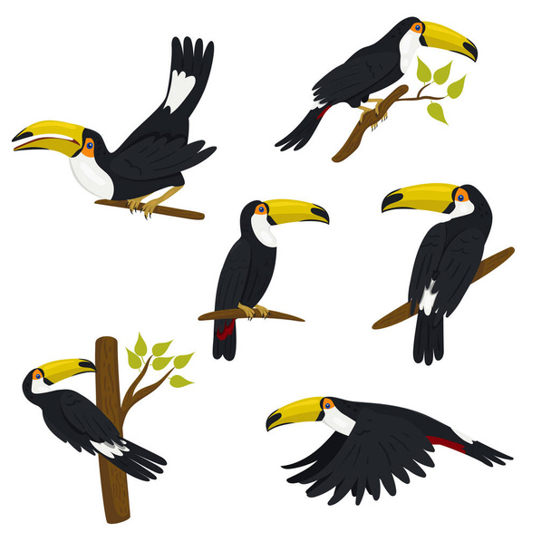 Συλλογή από toucans που απομονώνονται σε λευκό φόντο. Διανυσματικά γραφικά. - Διάνυσμα, εικόνα