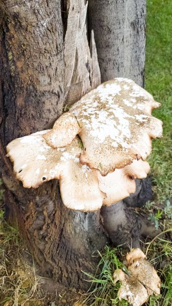 Fehér xilofágos gombák - Fotó, kép