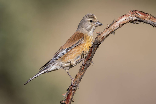A Linnet, or common Linnet, (Linaria cannabina), male, perched o - Photo, Image