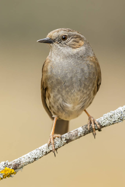 Dunnock, (Prunella modularis), perched on a branch in the forest - Photo, Image