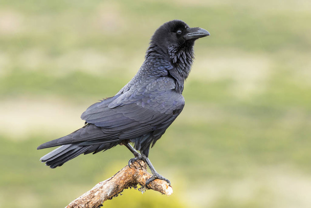 Corbeau commun (Corvus corax) perché sur une branche
 - Photo, image