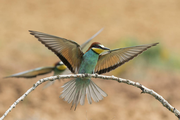European bee-eater, (Merops Apiaster), outdoors, in action in its natural habitat. Spain - Photo, Image