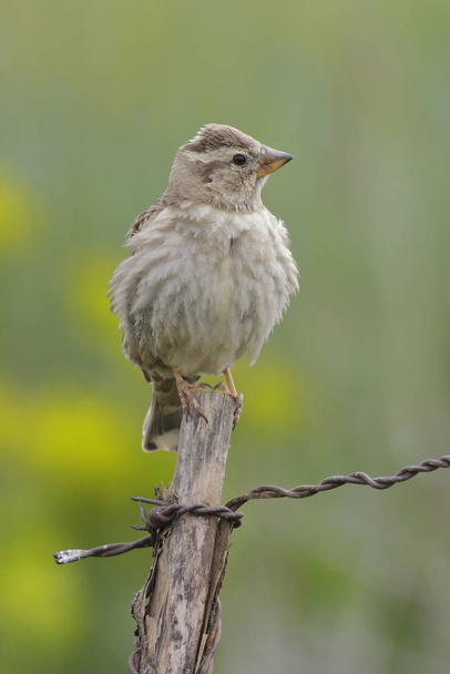 Rock Sparrow ( Petronia Petronia ) - Photo, Image