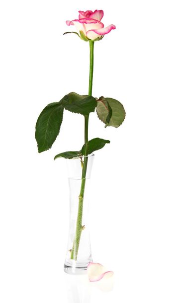 Rose in the glass vase, isolated on white - Φωτογραφία, εικόνα