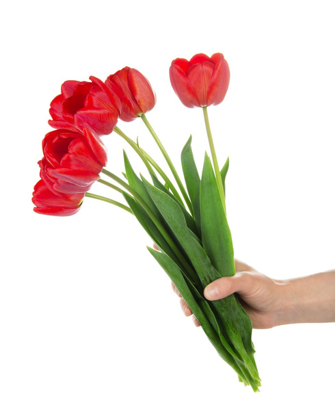 The female hand holds a bouquet of the red tulips, isolated on white - Fotó, kép