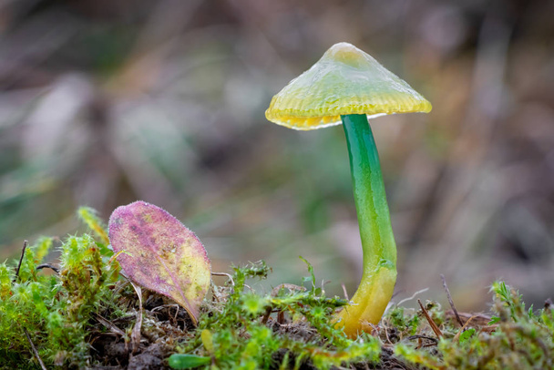 Makro záběr krásně barevné malé houby papoušek muchomůrka - Fotografie, Obrázek