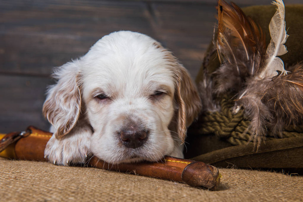 cane cucciolo setter inglese con coltello e anatra
 - Foto, immagini