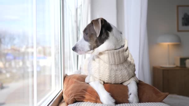 Dog Lying On Pillow, Looking Through The Window And Waiting For the Owner. - Filmagem, Vídeo