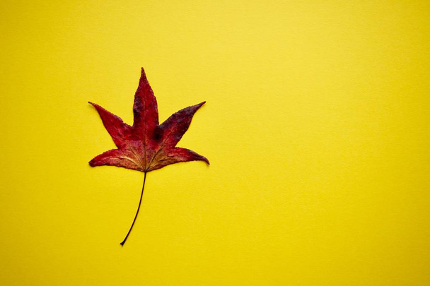 folha de bordo vermelho com cores de outono na temporada de outono
  - Foto, Imagem