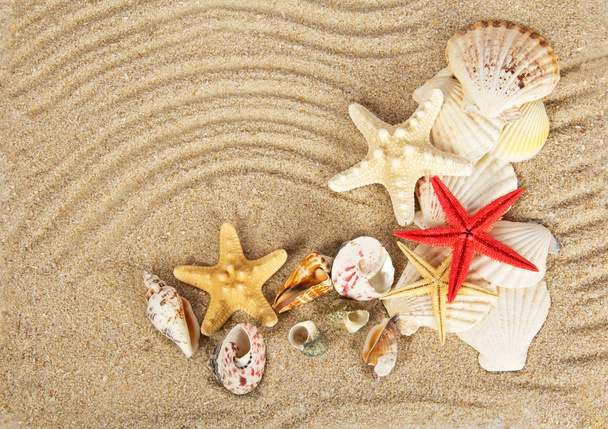 Beautiful cockleshells and starfishes on sand - Photo, Image