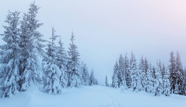 Mysterious winter landscape majestic mountains in winter. Magical winter snow covered tree. Dramatic wintry scene. Carpathian. Ukraine. Europe - Fotoğraf, Görsel