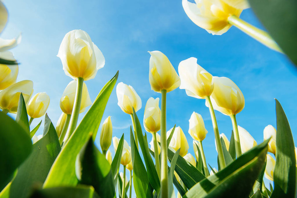 Yellow tulips on a background of blue sky. - Fotó, kép