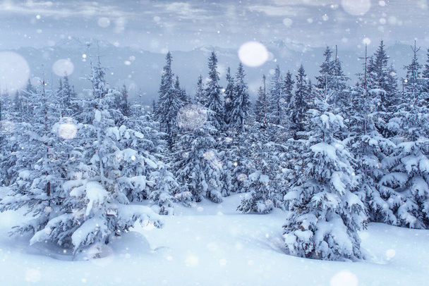 Albero invernale nella neve. Carpazi, Ucraina, Europa. Effetto luce Bokeh, filtro morbido. Effetto tonificante Instagram
 - Foto, immagini