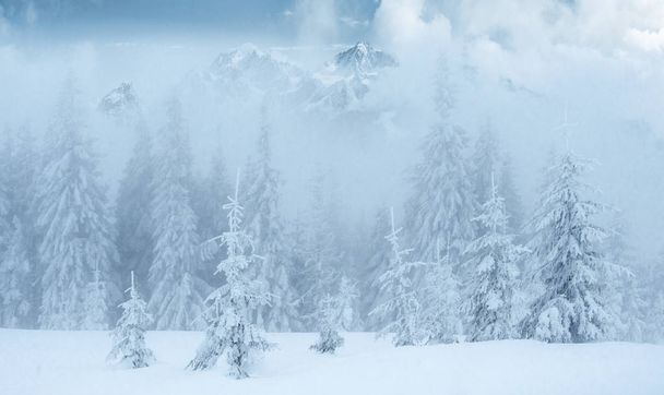 Μεγαλοπρεπή βουνά μυστηριώδης χειμώνα τοπίο το χειμώνα. Ωραία πυκνή ομίχλη. Μαγικές χειμερινές καλύπτονται δέντρο χιόνι. Κάρτες φωτογραφιών. ελαφριά επίδραση bokeh, μαλακό φίλτρο. Καρπάθια. Ουκρανία. Ευρώπη - Φωτογραφία, εικόνα
