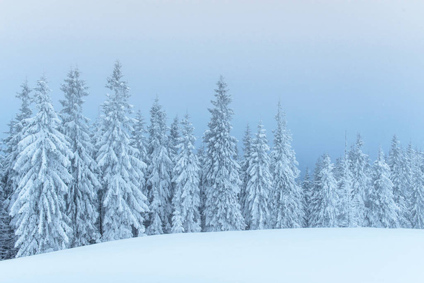 Frozen winter forest in the fog. Pine tree in nature covered with fresh snow Carpathian, Ukraine. - Valokuva, kuva