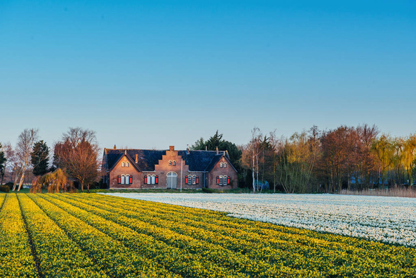 Beautiful tulips field in the Netherlands. Holland - Foto, imagen