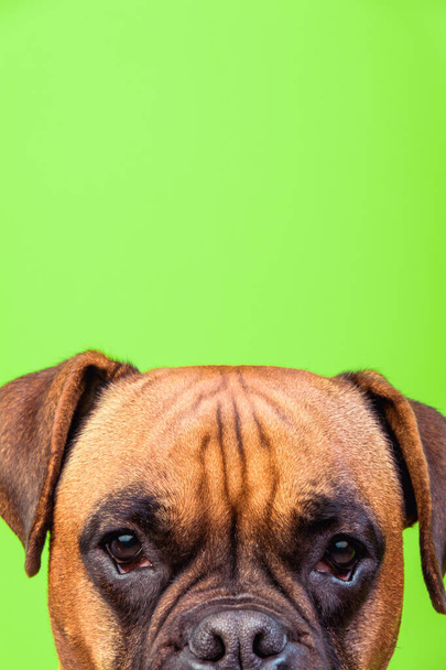 Portrait of cute boxer dog on colorful backgrounds, green, copy space - Photo, Image