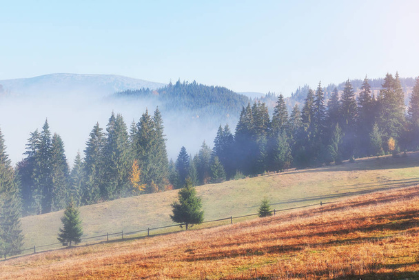 Beautiful morning fog and sunbeams on the mountain slope in the autumn pine forest. - Zdjęcie, obraz