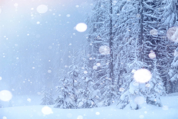 zimowy krajobraz drzew i ogrodzenia w szron, płatki tło z miękkiego światła i śniegu. - Zdjęcie, obraz