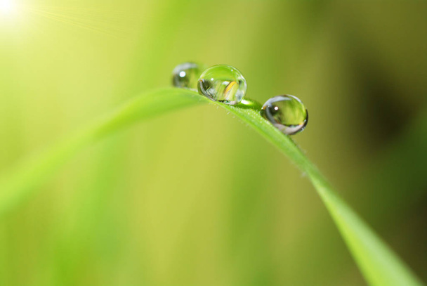 Close-up of the large drops of fresh morning dew on green grass with sunlight - Foto, immagini