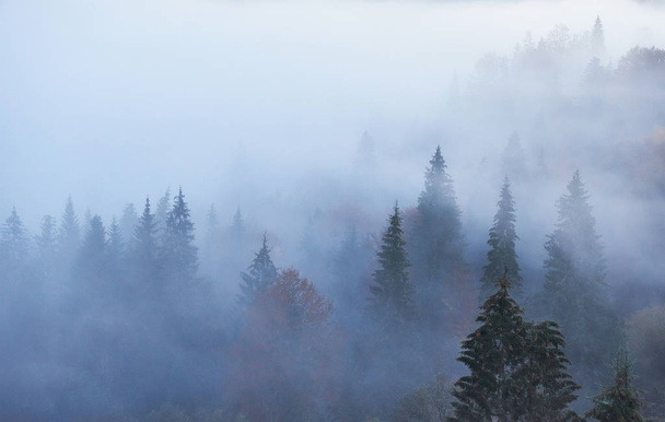Lever de soleil féerique dans le paysage de la forêt de montagne le matin. Le brouillard sur la majestueuse pinède. Carpates, Ukraine, Europe. Monde de beauté
. - Photo, image