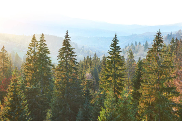 Majestic pine tree forest at autumn mountain valley. Dramatic picturesque morning scene. Warm toning effect. Carpathians, Ukraine, Europe. - Photo, Image
