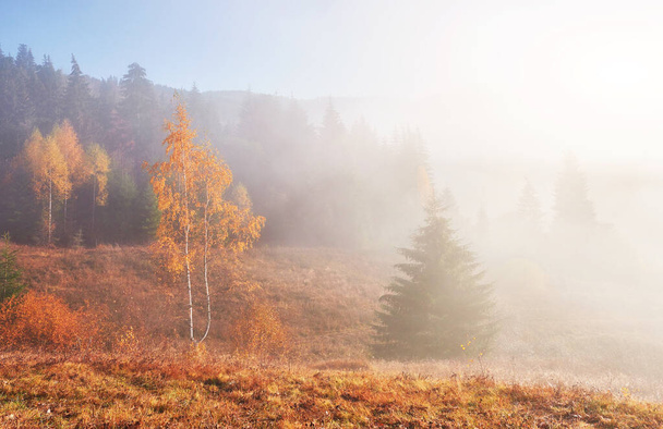 Autumn fog and the beautiful morning sun in a landscape. Carpathian, Ukraine, Europe. Beauty world. - Foto, afbeelding