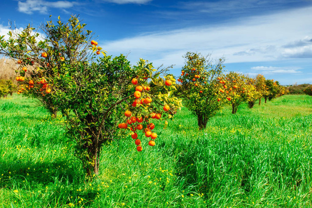 Portakal Ağacı Portakal Parkı. Güzellik dünyası - Fotoğraf, Görsel
