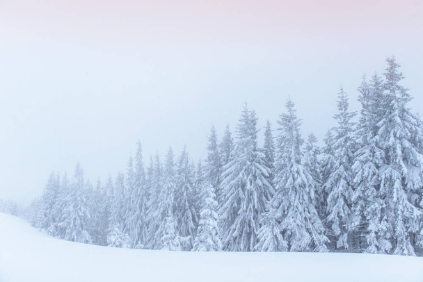 Fantastic winter landscape. On the eve of the holiday. The dramatic scene. Carpathian, Ukraine, Europe. Happy New Year. - Photo, Image