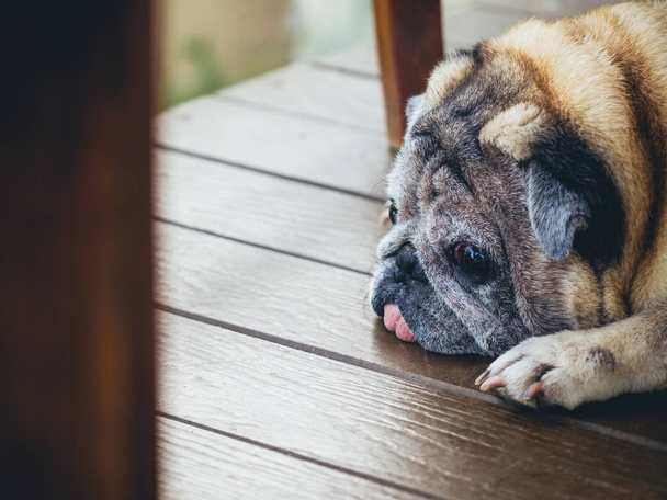 Stary pies mops Leżący na balkonie domu, Smutny pies - Zdjęcie, obraz