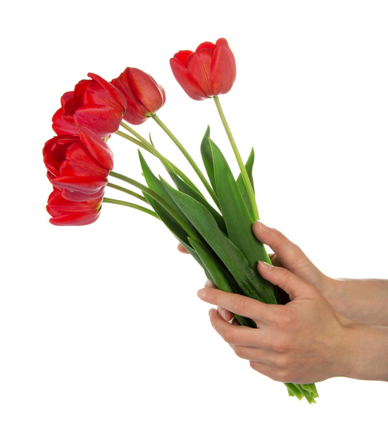 Beautiful bouquet of red tulips in the female hands, isolated on white - Fotó, kép