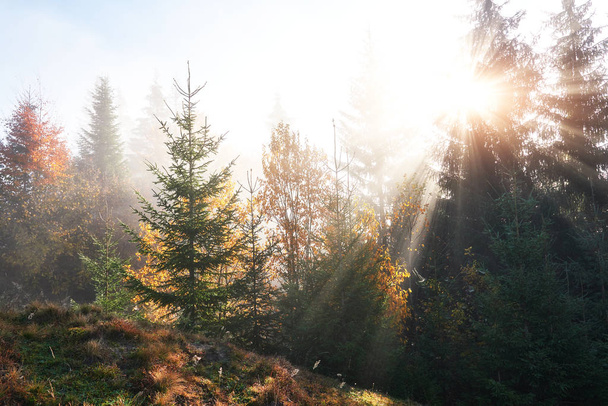 Beautiful morning fog and sunbeams in the autumn pine forest. - Photo, Image