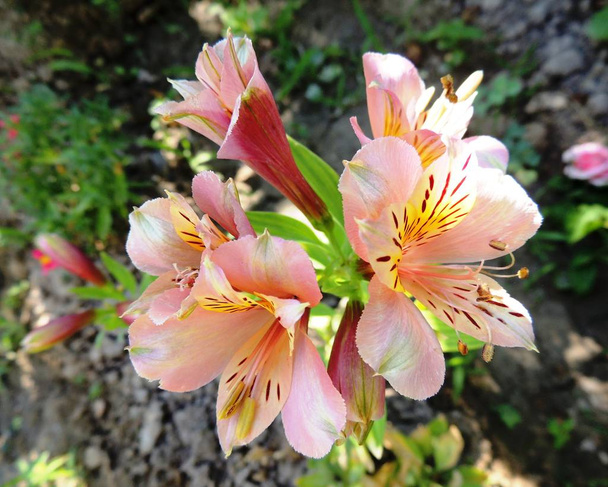 Alstroemeria είναι ένα πολύ όμορφο και ασυνήθιστο λουλούδι, το οποίο μερικές φορές ονομάζεται περουβιανό κρίνο, είναι ασύγκριτη στον κήπο λουλουδιών και στο μπουκέτο - Φωτογραφία, εικόνα