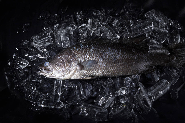 Fresh sea bass fish on ice on a black stone table top view - Foto, immagini