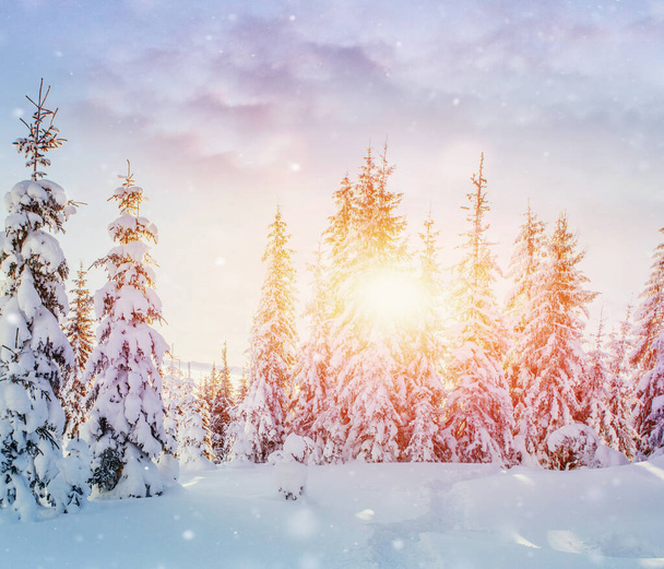 Mysterious winter landscape majestic mountains in winter. Magical winter snow covered tree. Photo greeting card. Bokeh light effect, soft filter. Carpathian. Ukraine. Europe - Foto, imagen