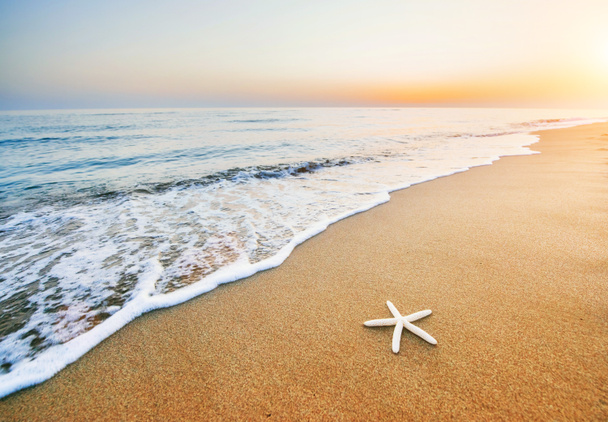 Peixe-estrela na praia. Composição romântica. Memórias felizes de um fim de semana de verão
 - Foto, Imagem