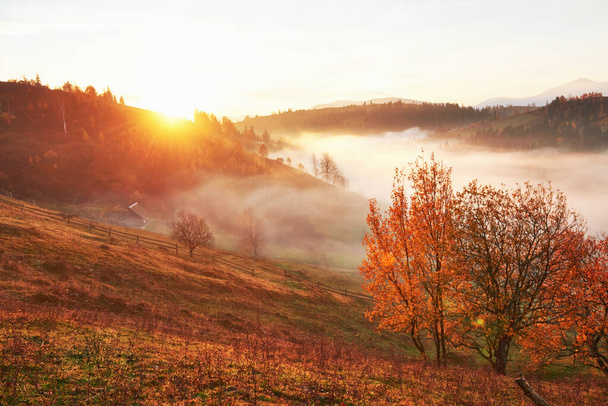 Shiny tree on a hill slope with sunny beams at mountain valley covered with fog. Gorgeous morning scene. Red and yellow autumn leaves. Carpathians, Ukraine, Europe. Discover the world of beauty. - Zdjęcie, obraz