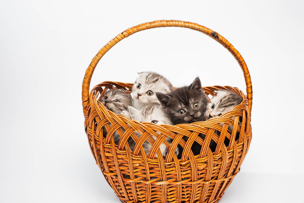 close-up view of adorable kittens sitting in wicker basket    - Φωτογραφία, εικόνα
