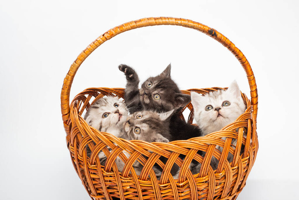 close-up view of adorable kittens sitting together in wicker basket  - Φωτογραφία, εικόνα