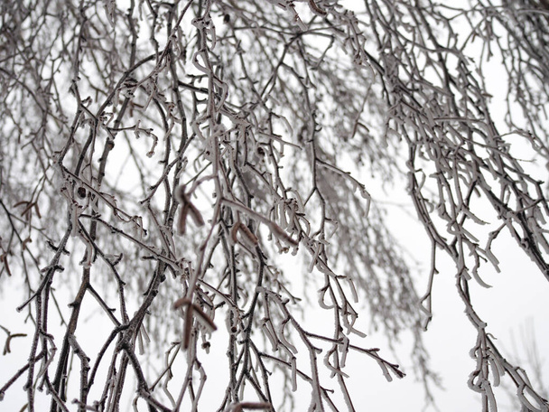 beautiful hanging birch branches covered with frost. - Фото, изображение