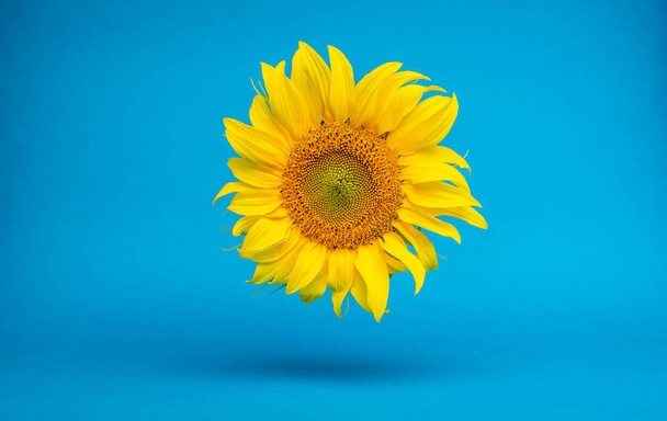 close-up view of beautiful yellow sunflower on blue background - Foto, imagen