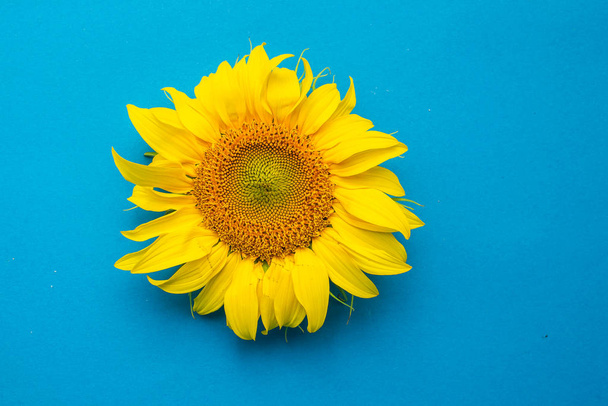 close-up view of beautiful yellow sunflower on blue background - Foto, imagen