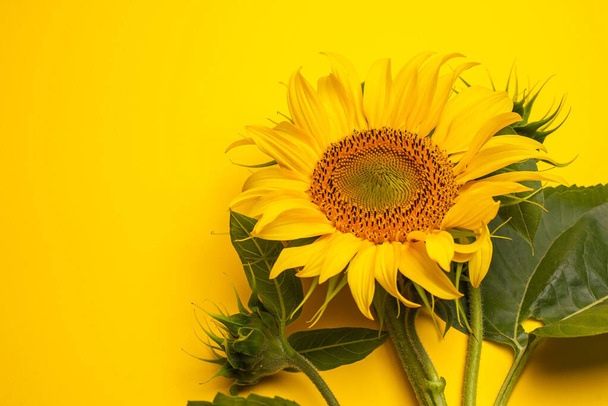 close-up view of beautiful yellow sunflower on yellow background - Valokuva, kuva